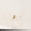 Araña en mi Cuarto