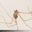 Araña en mi Cuarto