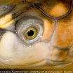 Tortuga mirandome
