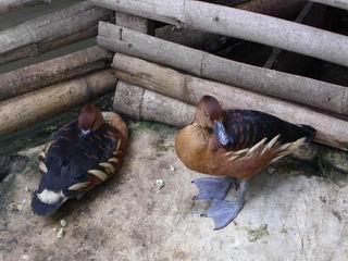 animales003-thumb.jpg