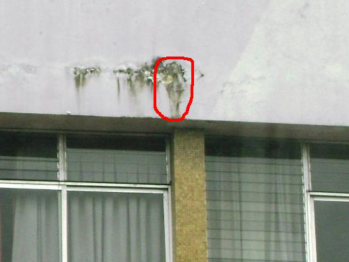 20090306-imagen_virgen_jesus-001