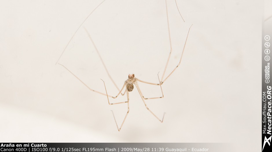 Araña, Lagartija y Tortuga Macro