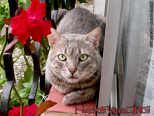 El Gato descansando